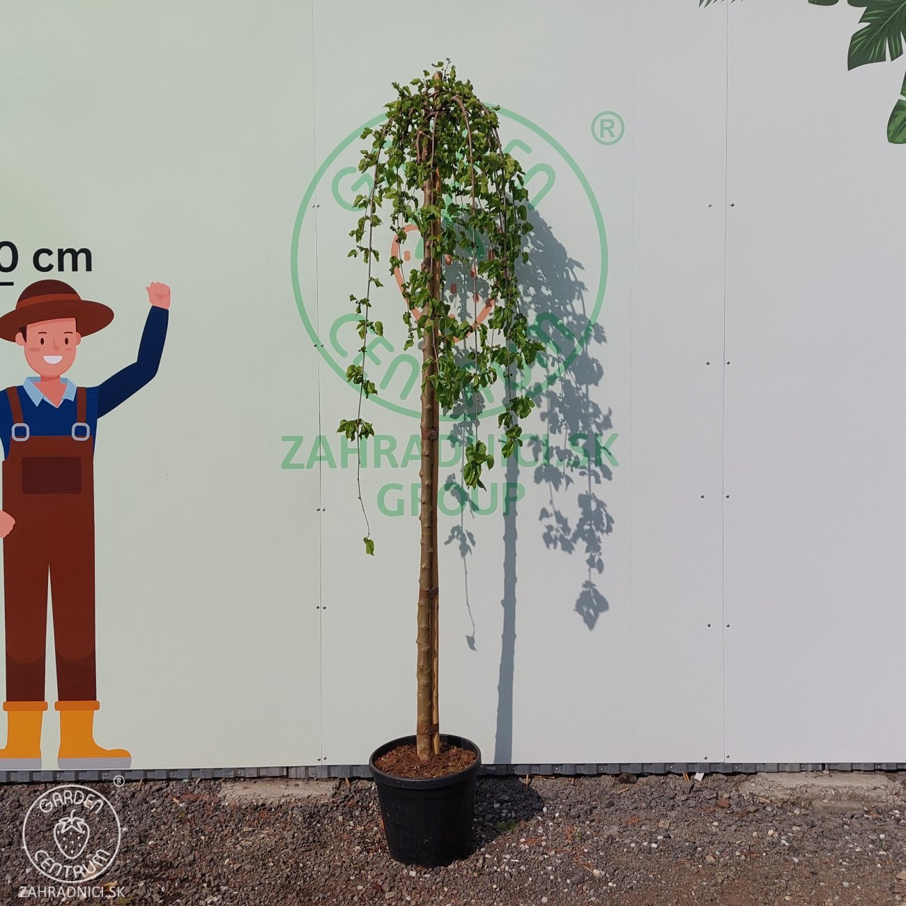 Obrázok Moruša biela (Morus alba) ´ALBA PENDULA´ - výška 200-220 cm, obvod kmeňa 8/10 cm, kont. C25L - ČIERNOPLODÁ